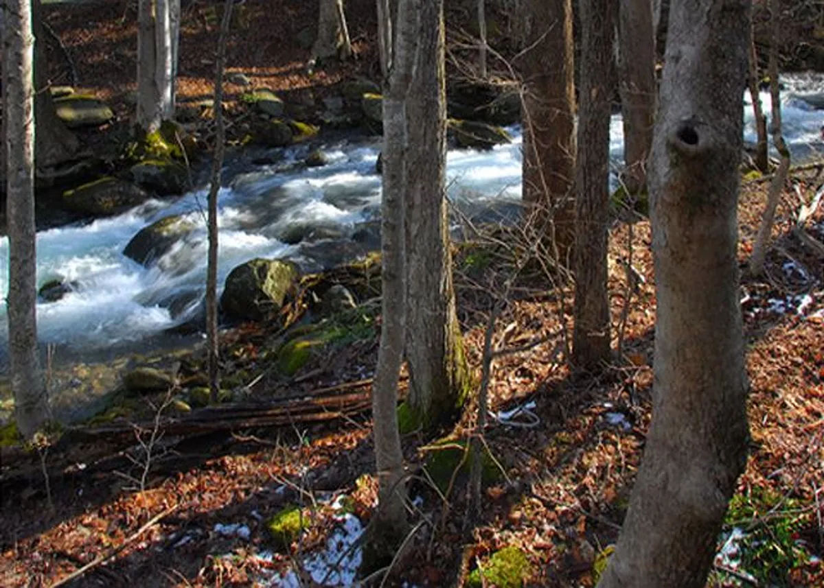 A tranquil exterior view of a flowing stream surrounded by rocks and lush trees, capturing the serene natural beauty of the Smoky Mountains. The sunlight filtering through the leaves and the gentle movement of water evoke a sense of peace and connection with nature.